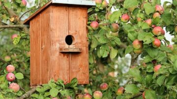 Co powiesz na budkę lęgową dla ptaków?