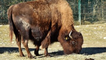 W białostkockim zoo pojawiły się dwa nowe żubry