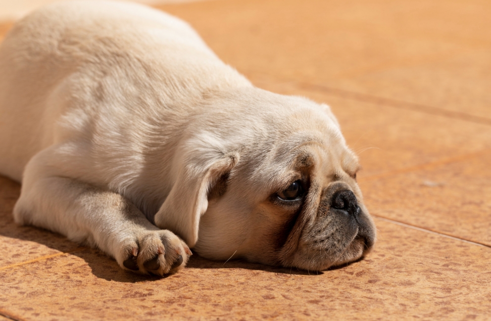 Kampania "Pies to nie prezent" przeciwdziała traktowaniu żywych istot jako upominków