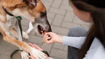 Starsze psy ze schroniska w Białymstoku znalazły domy dzięki akcji #adoptujseniora