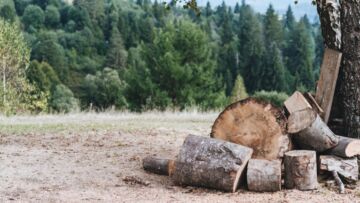 Ministerstwo Klimatu i Środowiska podejmuje kontrowersyjną decyzję o zakazie wycinki drzew w cennych obszarach przyrodniczych Polski