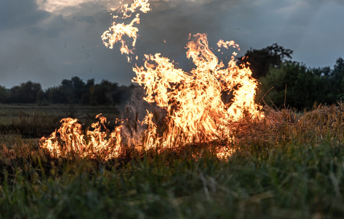 Apel Straży Pożarnej i przyrodników: "Powstrzymajmy wypalanie traw"