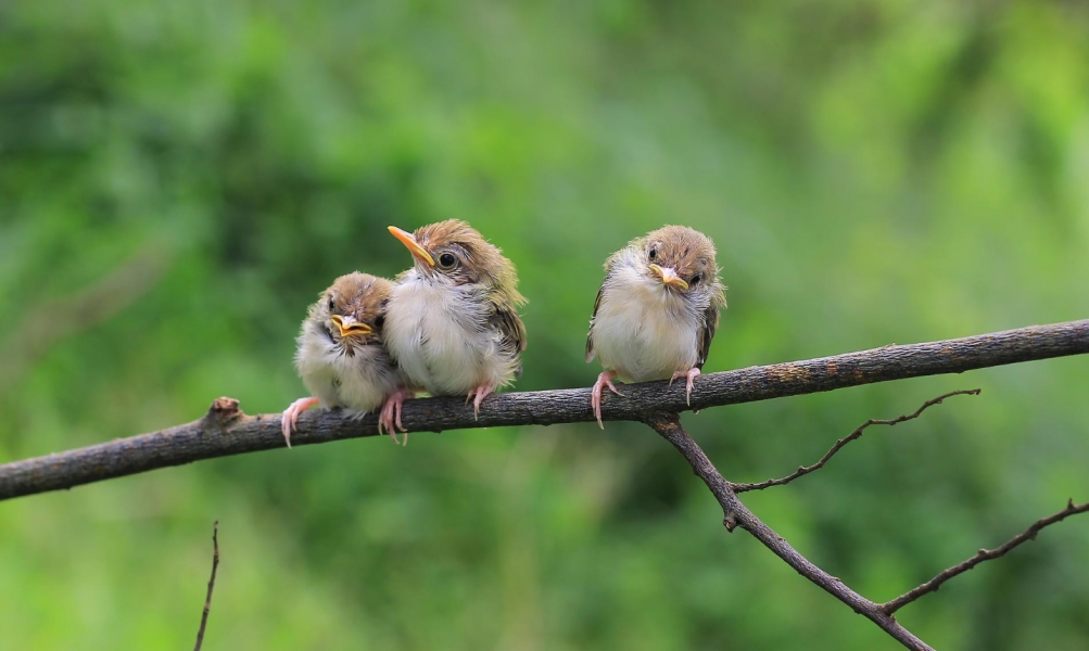 Miłośnicy ornitologii świętują Dzień Ptaka obserwując migracje ptaków w Narwiańskim Parku Narodowym