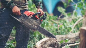 Podlaskie Lasy Państwowe podwajają obszar ograniczeń wycinania drzew