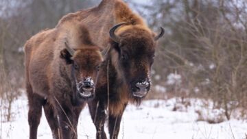 Kopna Góra: Bezpłatne weekendowe wyjazdy do zagrody żubrów zapewnia Nadleśnictwo Supraśl