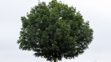 Stuletni dąb szypułkowy niedaleko Młynowej w Białymstoku zniknął z panoramy miasta – kto jest odpowiedzialny?