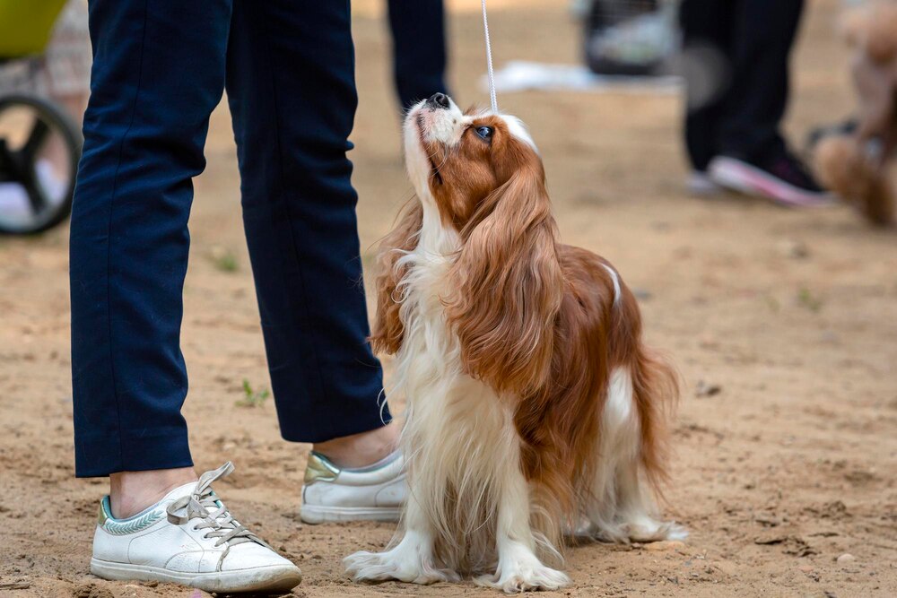 Pieskie Święto w Białymstoku: XIX i XX Międzynarodowa Wystawa Psów Rasowych!